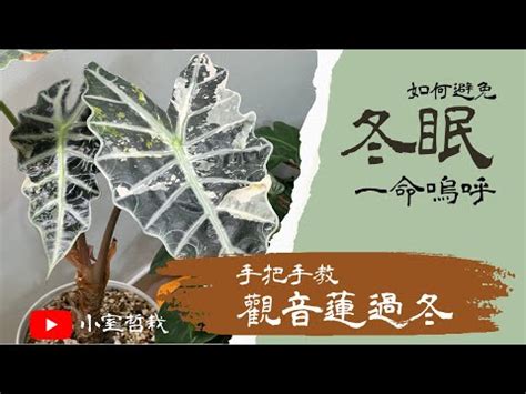 白犀牛觀音蓮|觀音蓮怎麼養？基礎照顧方法和特色